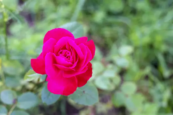 Güzel, kırmızı bir gül çiçeği yakın mesafeden fotoğraflandı..