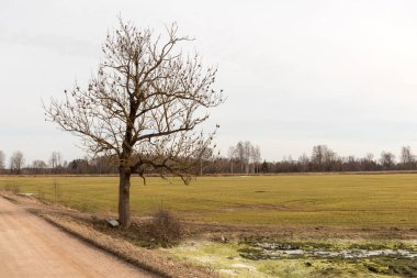Bir tarlada bir ağaç ve arka planda bir sürü başka ağaç..