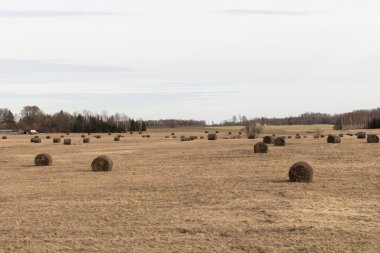 Bir tarla dolusu saman tarlasına saman saçılmış..