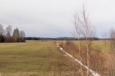 Bir tarladaki bir ağaç kısmen ölü ve birçok ağaçla çevrili..
