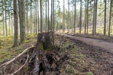 Bir sürü ağacı olan bir orman, ve ormanın içinden geçen bir yol, büyük bir kütüğün görülebileceği bir yer..
