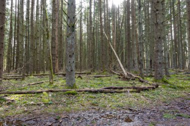 Arka planda açık bir gökyüzü olan, kısmen ölü ve kısmen yeşil ağaçlara sahip bir orman..