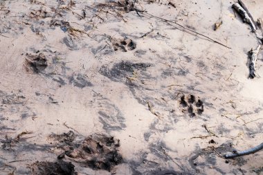 Kumda veya çamurda hayvan izleri.