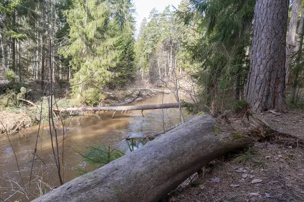 Arka planda açık bir gökyüzü olan, kısmen ölü ve kısmen yeşil ağaçlara sahip bir hayvan ormanı. Kumda veya çamurda ayak izleri..