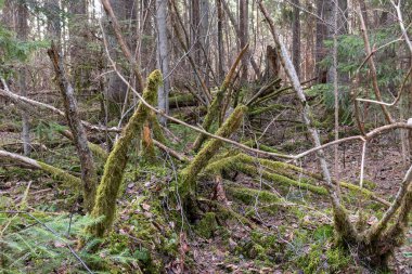 Arka planda açık bir gökyüzü olan, kısmen ölü ve kısmen yeşil ağaçlara sahip bir orman..