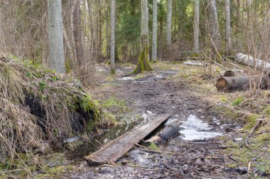 Ağaçlarla çevrili çamurlu bir yüzeyi ve su birikintileri olan ağaçlık bir yol görebilirsiniz..