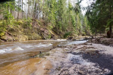 Ağaçların ve çalıların arasında akan bir nehir..