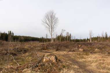 Arka planda bir ağaç ve ormanın olduğu bir tarlanın manzarası.