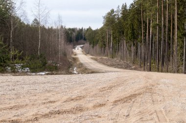 Ormanın içinden geçen uzun, düz bir yol, her iki tarafında ağaçlar var..