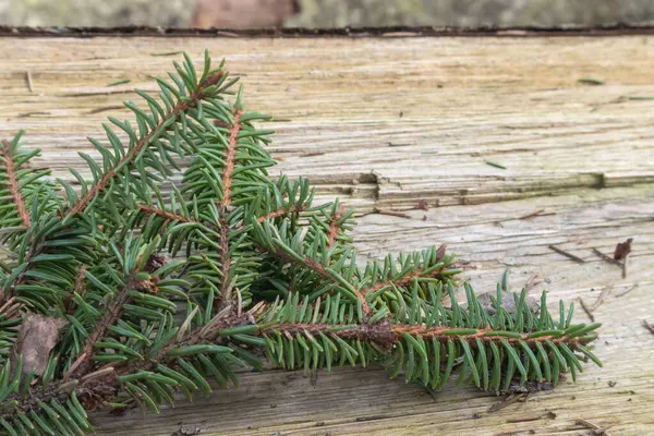 köknar dalı ahşap bir arka planda görünür..
