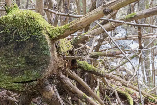 Birçok dalları ve yosunları olan ağaçlık bir ortamda ölü bir ağaç..