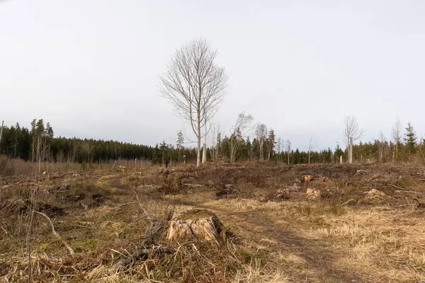 Arka planda bir ağaç ve ormanın olduğu bir tarlanın manzarası.