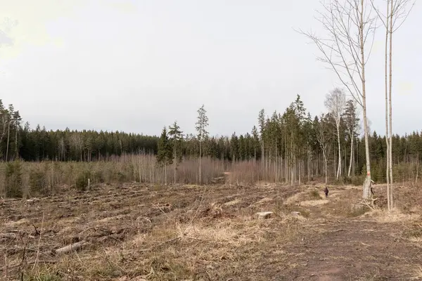 Arka planda açık gökyüzü olan, kısmen ölü ve kısmen yeşil ağaçlarla dolu bir ormanın manzarası..