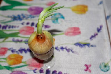 Yanında bir bardak su ve filizlenmiş bir soğan..