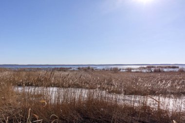 Su, kamış tarlası ve berrak mavi gökyüzü.