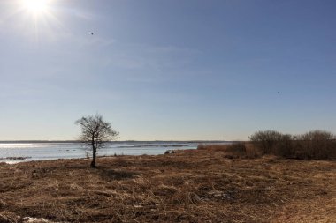 Ağaç, su ve temiz gökyüzü ile güneşli bir manzara..