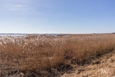 Sazlık tarlası, su ve açık mavi gökyüzü ile güneşli bir manzara..