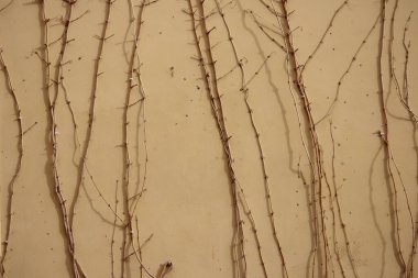 Çıplak ağaç dalları, kışın ya da sonbaharda yapraklar döküldükten hemen sonra olabilir..