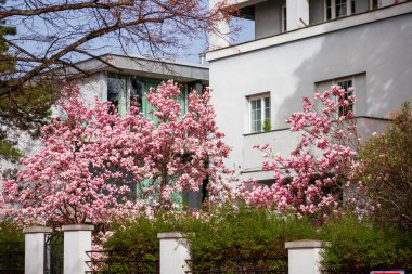 Binanın yanında pembe çiçekli güzel bir manolya ağacı..