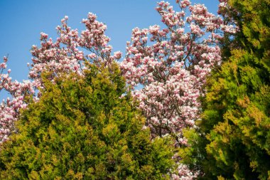 Güzel pembe çiçekleri olan bir manolya ağacı diğer ağaçların arasında çiçek açıyor..