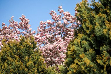 Güzel pembe çiçekleri olan bir manolya ağacı diğer ağaçların arasında çiçek açıyor..