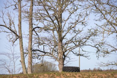 a tree with bare branches and a tire hanging from it. clipart