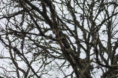 Silhouettes of tree branches against a gray cloudy sky. clipart