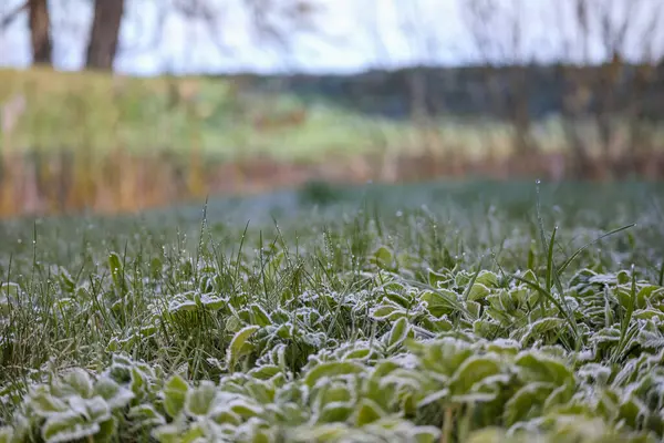 Çimenlerle ve çalılarla kaplı donmuş bir tarla..