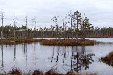 Ağaçlarla kaplı küçük bir bataklık gölü ve sudaki ağaçların yansımaları..