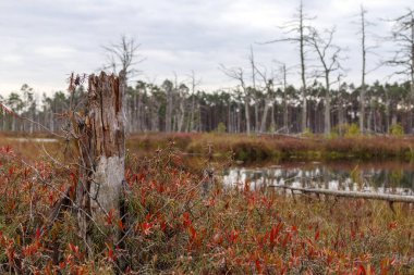 Önünde eski bir ağaç kütüğü olan bataklık manzarası, kırmızımsı bitkiler ve arka planda orman olan bir su kütlesi..