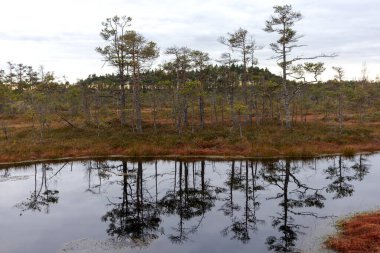 Ağaçları yansıtan bir bataklık gölü ve arka planda bataklık manzarası..