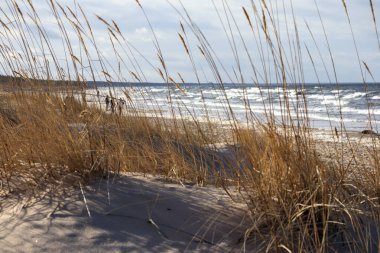  Arka planda deniz ve uzun otlarla dolu bir sahil..