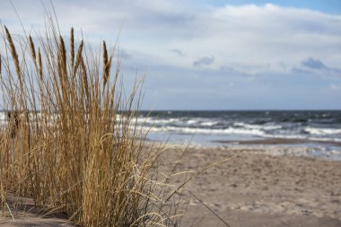  Kumsalda uzun otlar, kumlar ve denizler