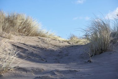 Arka planda uzun çimenler ve mavi gökyüzü olan kum tepeciği.
