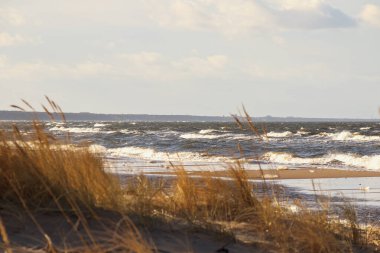 Sahilin arka planında uzun otlar, kum ve deniz var..