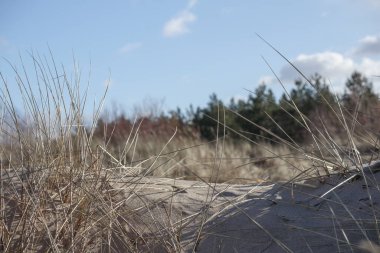 Ön planda uzun otlar ve arka planda ağaçlar olan kumlu bir manzara..