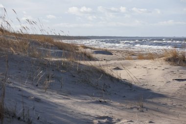  Uzun çimenli bir kum tepesi ve arka planda deniz..