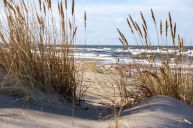 Sahilin arka planında uzun otlar, kum ve deniz var..