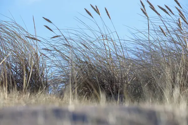 sand with grass, sky and a blue spot in the upper right corner.