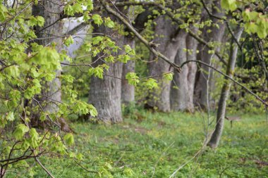 Genç, açık yeşil yaprakları olan bir ağaç bulvarı..