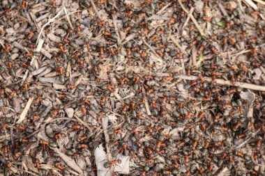 Ahşap talaşlarının üzerinde sürünen bir sürü karınca yuvası..