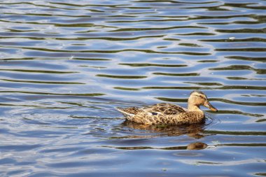  Koyu suda yüzen benekli kanatlı kahverengi bir ördek..