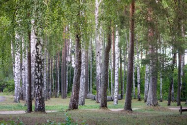 Beyaz gövdeli huş ağacı ve yeşil yapraklar bir parkta veya çimenli bir ormanda yetişiyor..