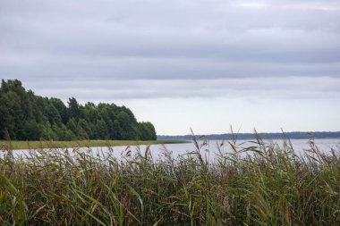 Önünde kamış tarlası olan bir göl ve karşı kıyısında bulutlu bir gökyüzüne karşı bir orman..