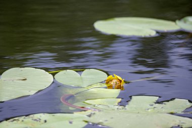 Sarı nilüfer çiçekleri süzülen yeşil sularda açar zambak koyu sularda yapraklar..