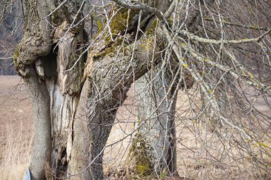 Yapraksız iki ağaç, yosun ve yosunla kaplanmış gövdeleri, arka planda tarım arazileri ile uzaklığa kadar uzanır..