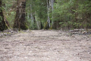 Ağaçların arasından geçen bir orman yolu..