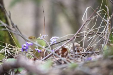 Kuru dallar ve yapraklar arasında büyüyen küçük mavi çiçekler..