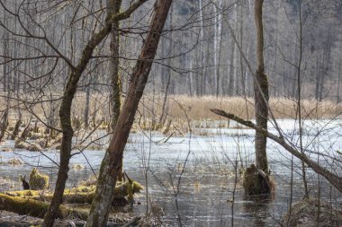 Yapraksız ağaçlarla çevrili bir orman ile çevrili bir göl ya da bataklık. Ve gökyüzü suya yansıyor..