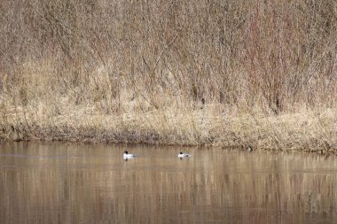 Arka planda kuru otlarla suda yüzen iki ördek..